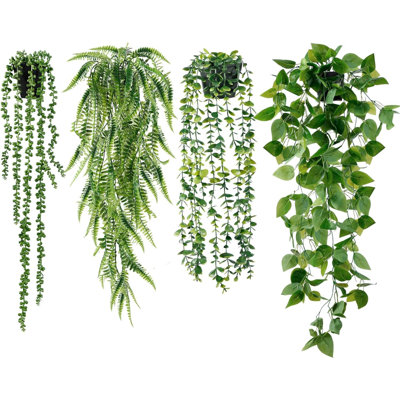 Plantes suspendues Laroya