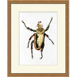 Gilded Beetle 6 Print by Lillian August