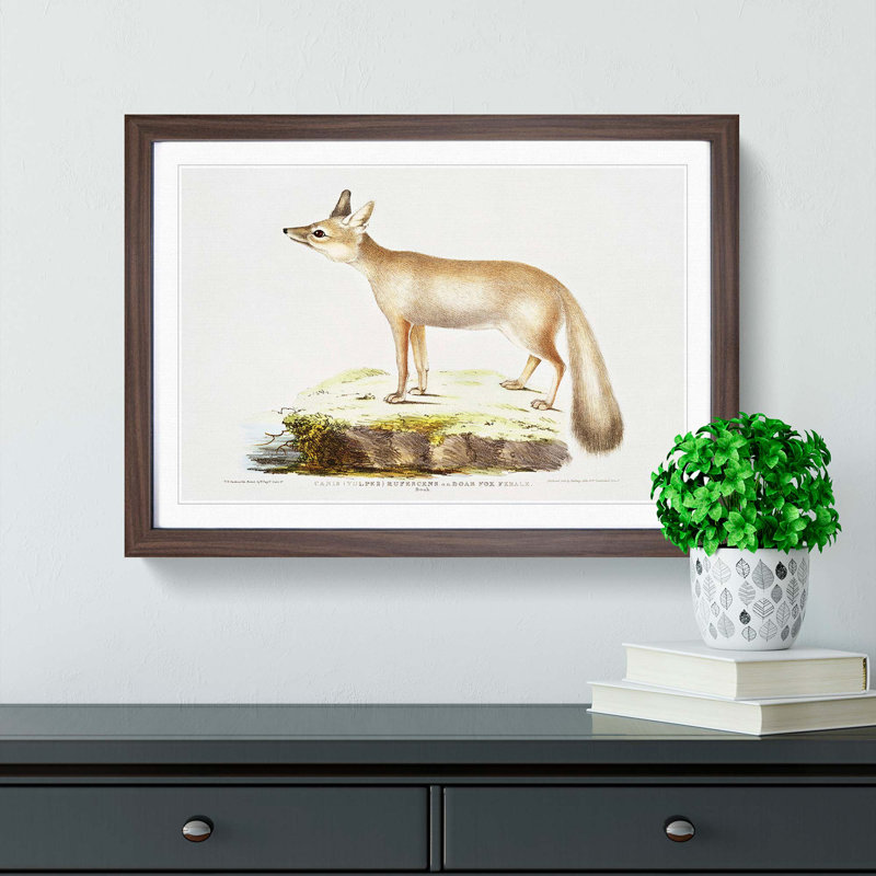 Doab Fox Illustration by John Edward Gray - Picture Frame Painting Print, 27cm H x 36cm W x 2cm D, Walnut Framed