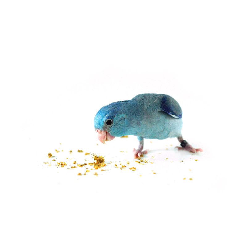 Pacific Parrotlet by Ploychan - Wrapped Canvas Print, 81cm H x 122cm W