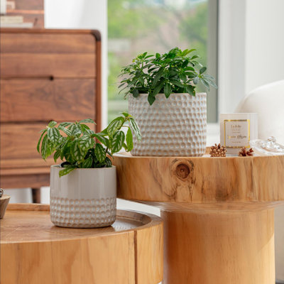 Elayna Ceramic Pot Planter
