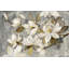Magnolia simplicité gris neutre-492393929-533979767-428239491