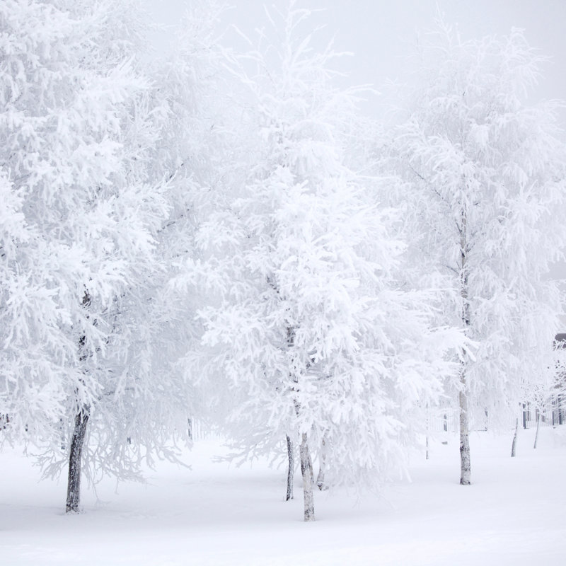 Winter Forest - Wrapped Canvas Print, 30cm H x 30cm W x 3.8cm D