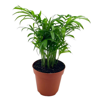 Bamboo Palm Chamaedorea Parlor Palm Clustered Reed Palm Cane Palm In 4 Inch P