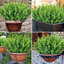 20 paquets de plantes artificielles vertes pour l'extérieur Printemps Été Décoration Résistant aux UV Faux blé Herbe Arbustes Eucalyptus Faux plantes en plastique Jardin Porche Décoration de boîte de fenêtre