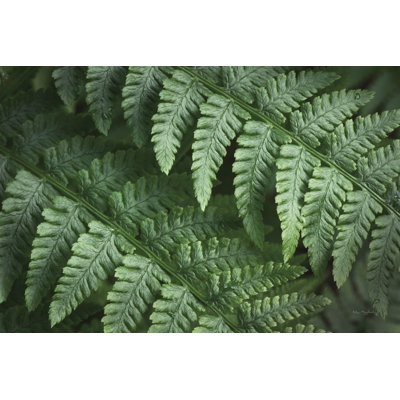 Lady Ferns III Colour by Alan Majchrowicz - Painting Print