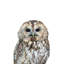 Loon Peak® Greer, art de la toile tendue par Lexie Gallery: Owl