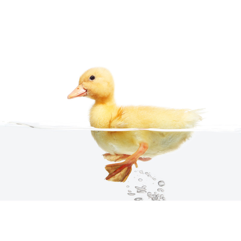 Small Duck Floating - Wrapped Canvas Print, 30cm H x 46cm W x 3.8cm D