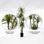 Yucca artificiel fait à la main avec bois véritable-1996128817