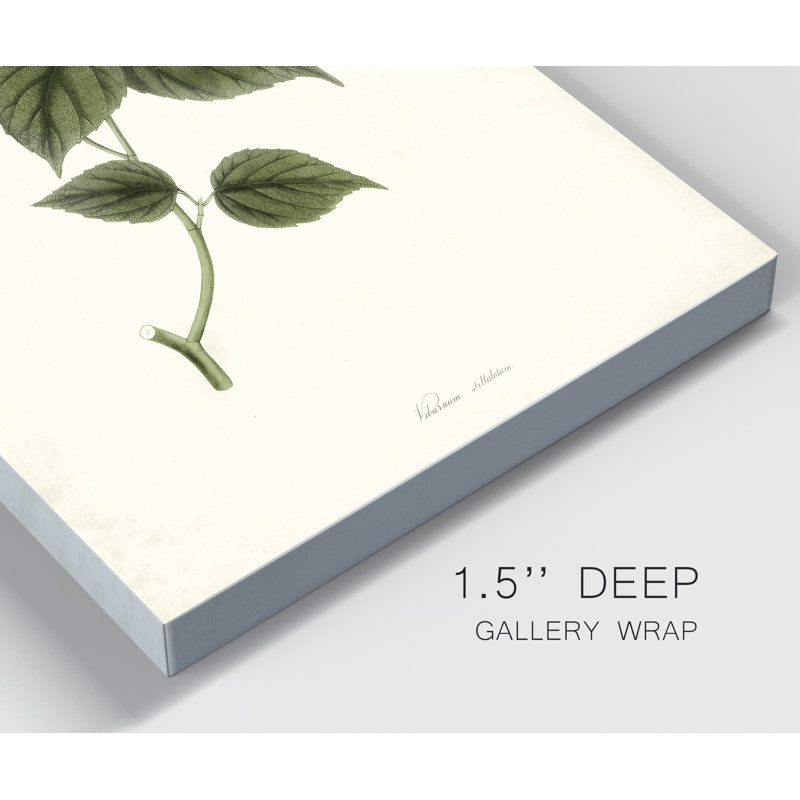 « Sauge Botanical I », reproduction d’art sur toile tendue, H 48 po x l 32 po x P 1 po