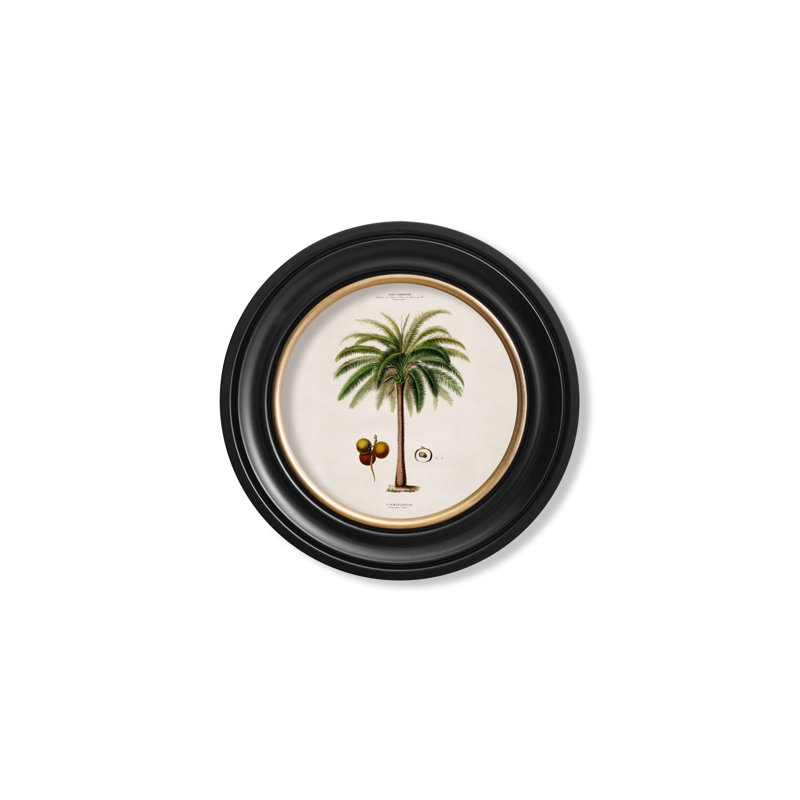 Macaw Palm by Mid-1800s - Single Picture Frame Print on Archival Matt 230gsm Paper