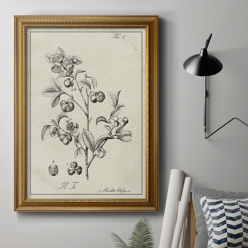 Toile encadrée de qualité supérieure antique noir et blanc botanique IV - prête à être accrochée