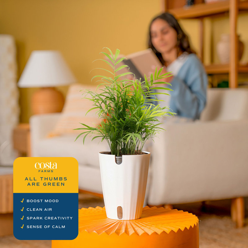 Parlor Palm Plant in Planter