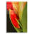 " Amaryllis " by Pamela Plummer-1090999763