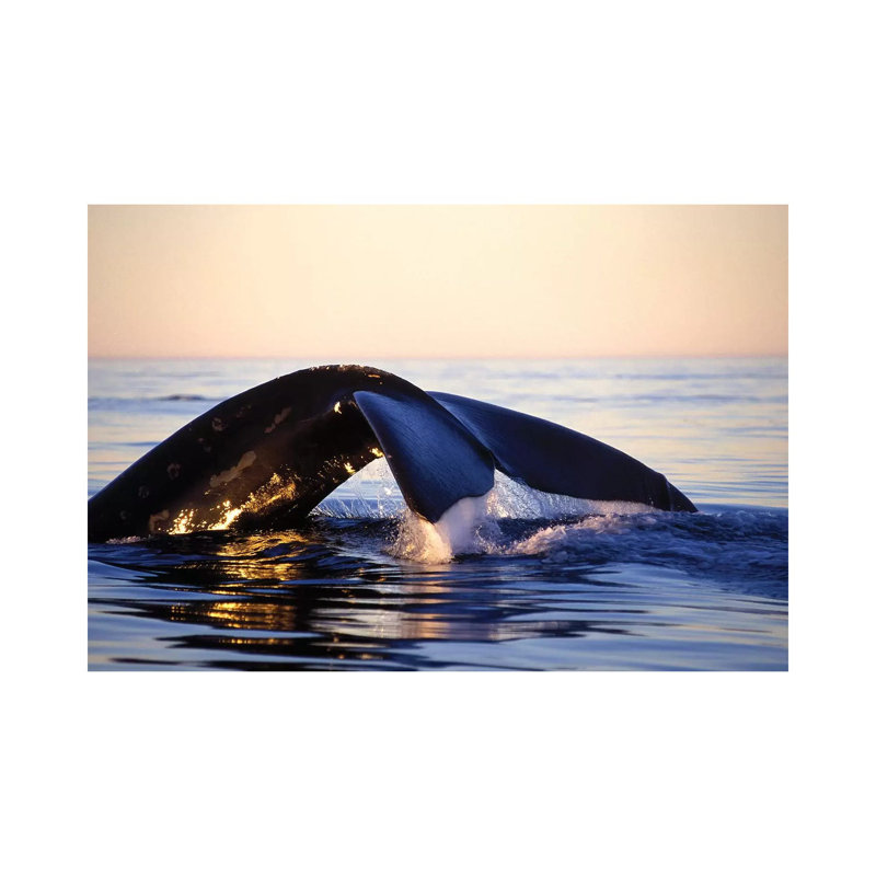 Northern Right Whale, Late Afternoon, Bay of Fundy, New Brunswick, Canada 1 Piece Wrapped Canvas Wall Art