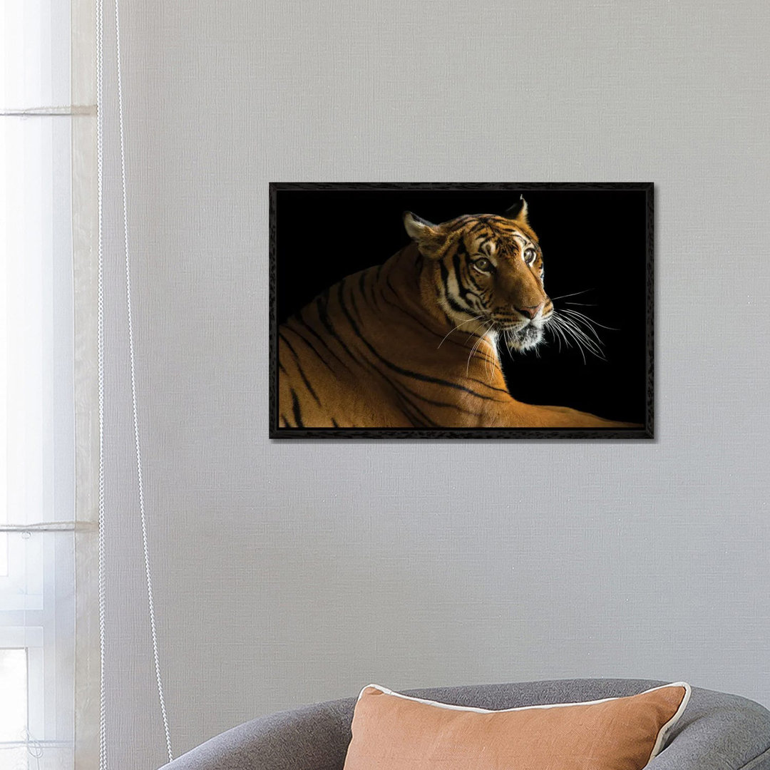 A Critically Endangered Female South China Tiger At The Suzhou Zoo In China von Joel Sartore - Gallery-Wrapped Canvas Gi...