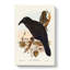 White Eyed Crows by Elizabeth Gould - Wrapped Canvas Print-55305113