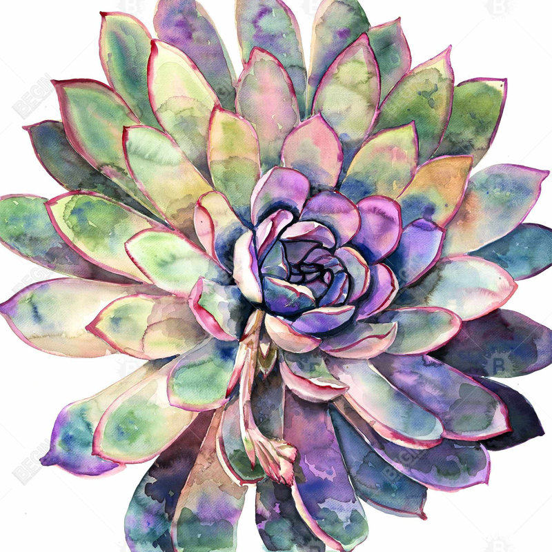 Multicolored succulent - 16"x16" Throw pillow - Poly twill - Print on demand
