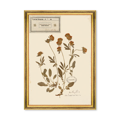 HERBARIUM ALPINIUM V