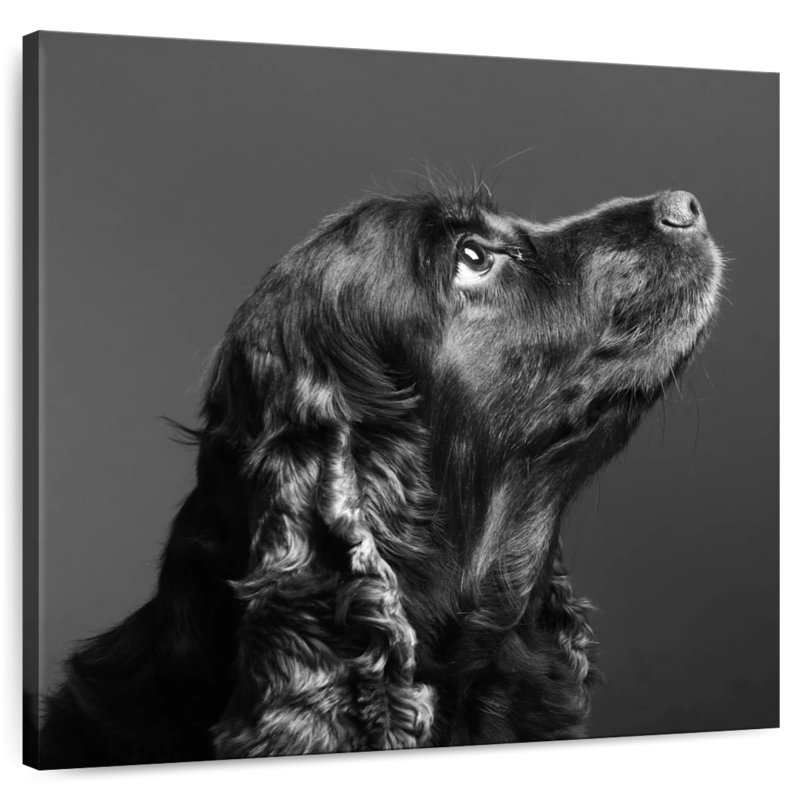 Brampt Shiny Black Dog, 16" H x 16" W