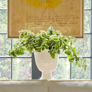 Botanicals