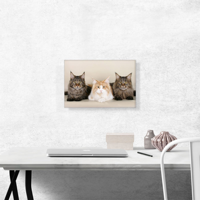 Maine Coon Cats - Reproduction de photo sur toile tendue, H 12 po x l 18 po x P 0,75 po