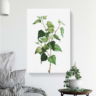 Silver Birch Tree Branch by Pierre-Joseph Redoute - Wrapped Canvas