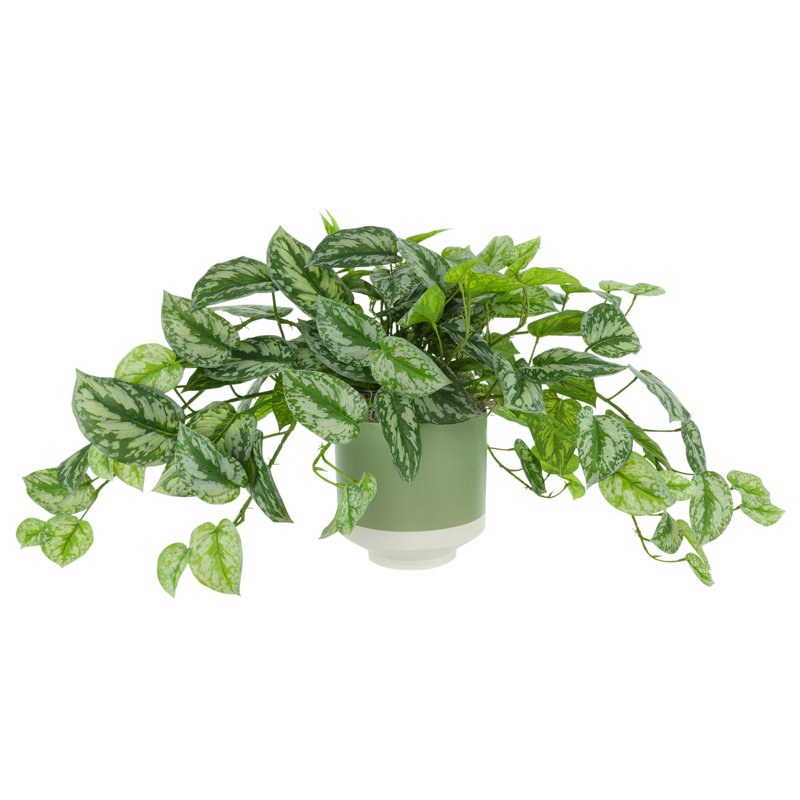 Scindapsus en pot en céramique