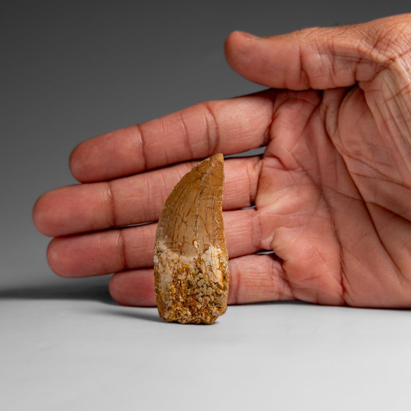 Genuine Natural Carcharodontosaurus Dinosaur Tooth In Display Box