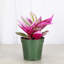 Live Tradescantia Nanouk Plant-2018534586