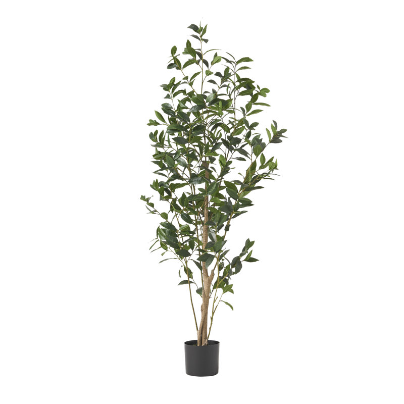 Laurier artificiel en pot Abernethy, 118" H x 71" W x 78" D
