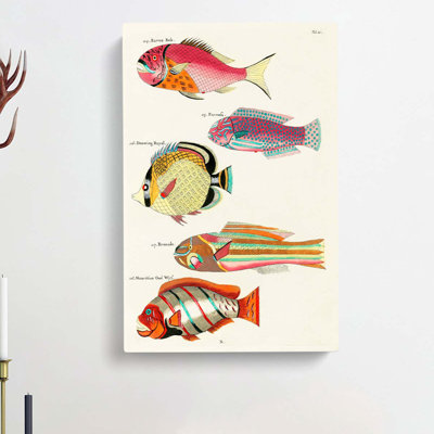 East Indies Fish Illustrations Fol. 21 by Louis Renard - Wrapped Canvas