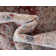 Oriental Indoor Rug