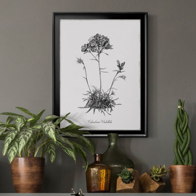 " Simply Caladrinia "