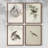 Vintage Animal Print X  Framed Print - Set of 4-115669298-115669303