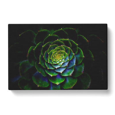 Dark Green Succulent Plant - Wrapped Canvas Painting