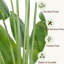 Rontez Faux Plant-2043113624