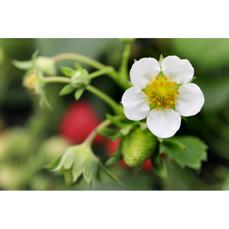 Fleur de cerisier par Vdcm Image, H 12 po x l 18 po