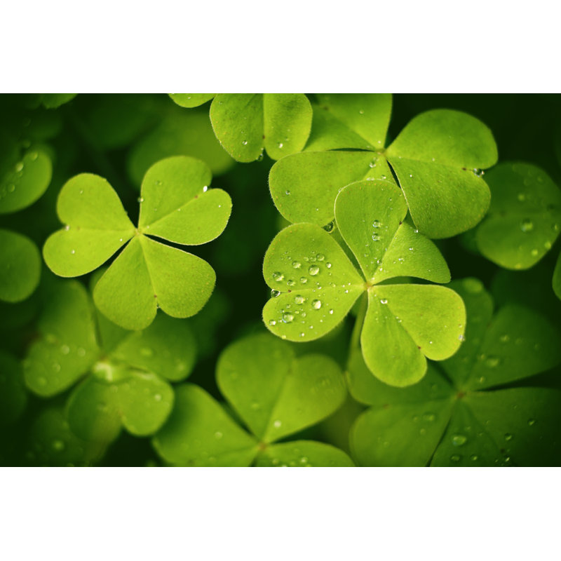 Dew on clover leaves 184849909, 20cm H x 30cm W