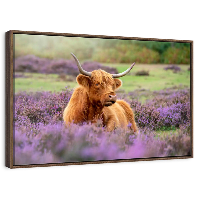 Highland Cow Paradise, 25 po x 17 po, Cadre flottant en noyer