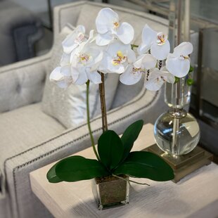 Fall Orchid Flower Arrangements You'll Love in 2024 - Wayfair