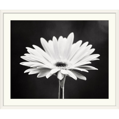 Kema " Daisy " by Carolyn Cochrane