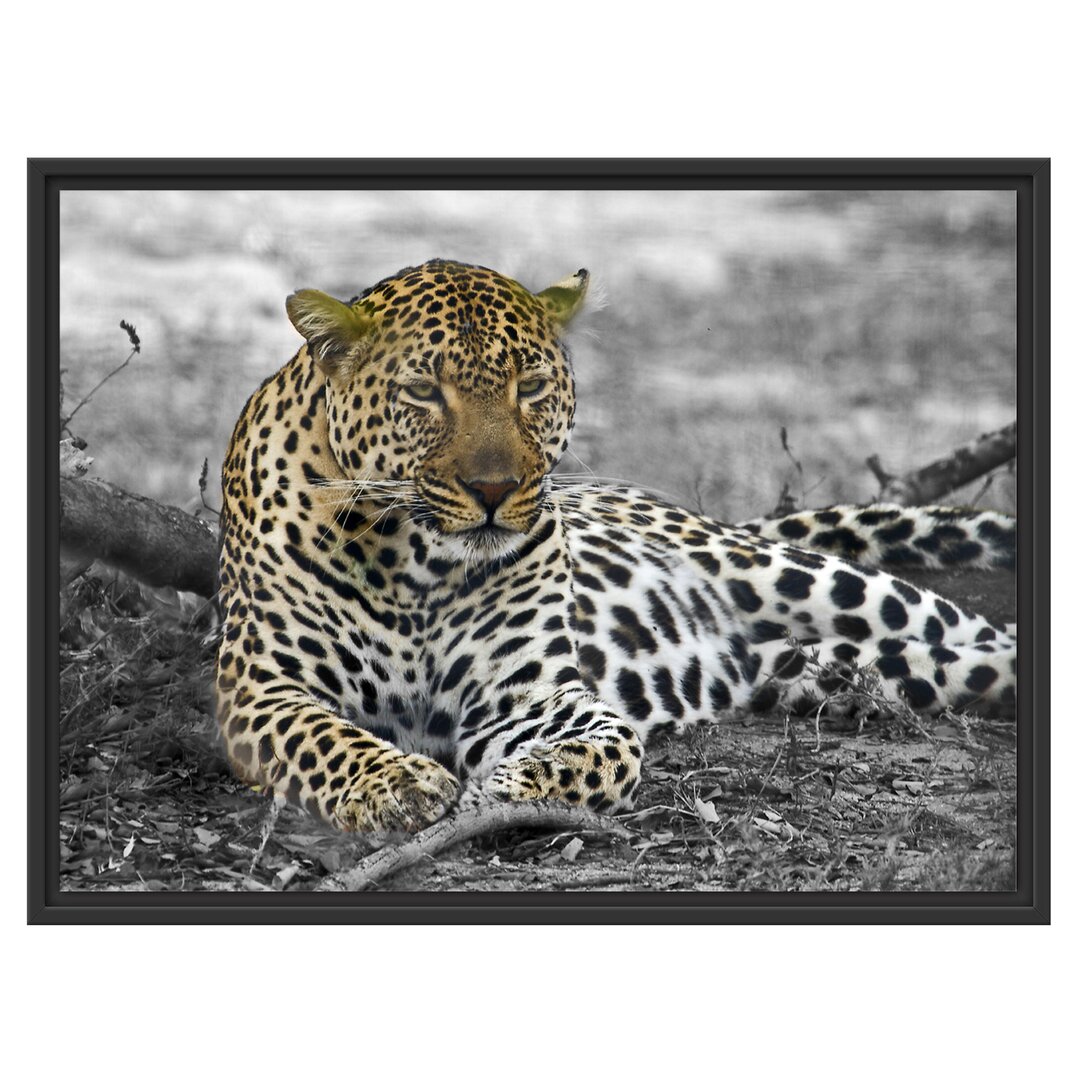 Gerahmtes Wandbild schöner Leopard liegtLaub