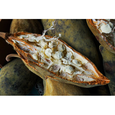 Open Baobab Fruit - Photographie sur toile tendue