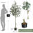 Eucalyptus Tree Artificial With Silver Dollar Leaves