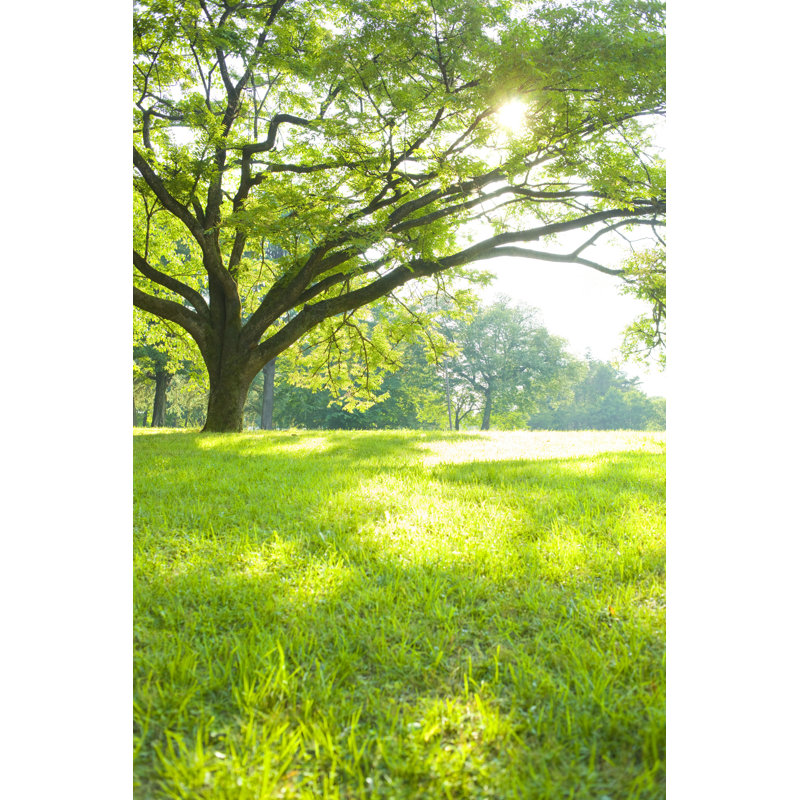 Park Park - Photographie sur toile tendue, H 18 po x l 12 po