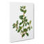 Italian Buckthorn Tree by Pierre-Joseph Redoute - Wrapped Canvas-55362515
