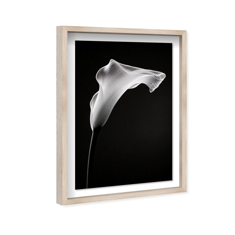Calla Lily II Print by Oliver Gal, 37.5"H x 55.5"W, Natural Oak Shadowbox