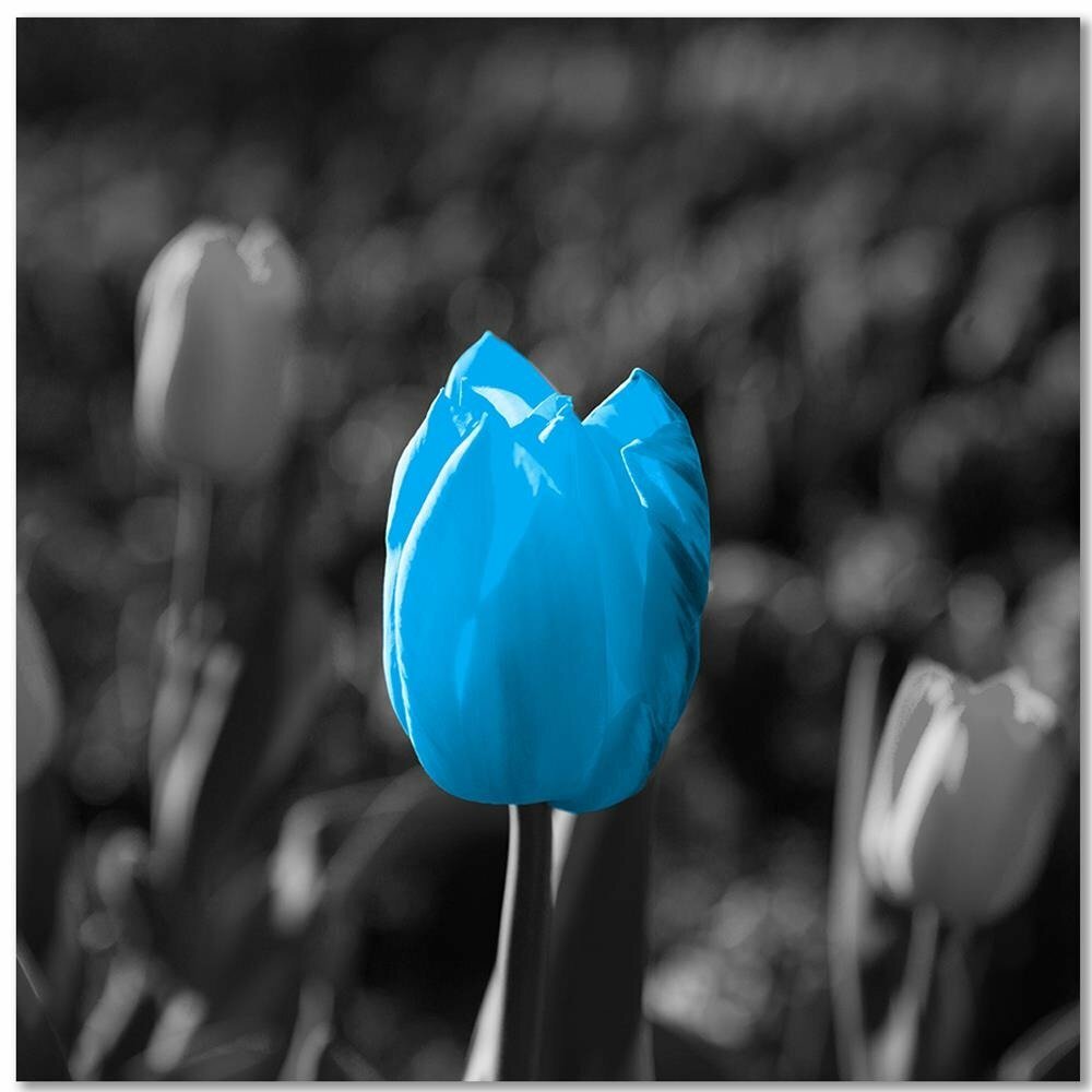 Leinwandbild Blue Tulip in Grey