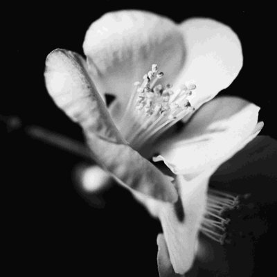 Fleurs de coing II